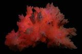 Pink Manganoan Calcite Crystal Cluster - Fluorescent! #337392-1